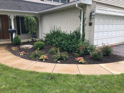 Front yard_ Weeping Cherry Tree Arborvitaes Knockout Roses Coral Bells and Boxwoods 