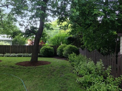 River Birch Trees, Viburnums and Red Twig Dogwoods Arlington Heights Backyard Landscaping Project Backyard