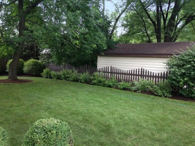 River Birch Trees, Viburnums and Red Twig Dogwoods Arlington Heights Backyard Landscaping Backyard