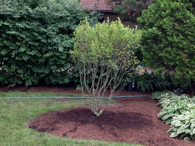 Seviceberry Tree   Arlington Heights Backyard Landscaping Backyard