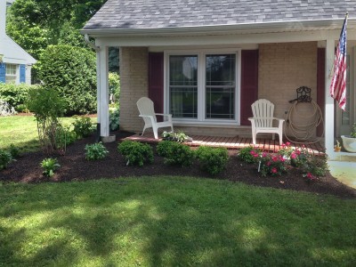 Boxwoods, Azaleas, Rose Bushes next to a Multi Stem Lilac Tree, Front Entrance Landscape Remodel in Arlington Heights 