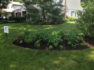 Front Island with Hostas and Shade Perennials   Front Landscape Remodel in Arlington Heights 