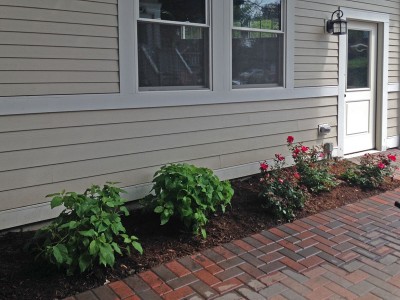 Backyard Roses and Hydrangeas Backyard