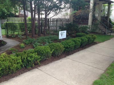 Yew Hedge in Front Entrance Yard   Wrigleyville Landscaping 