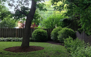 Backyard Landscaping