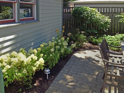 Oak-Park-Hydrangeas-in-Bloom Landscaping Project