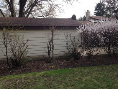 Before   Arlington Heights Backyard Landscaping 