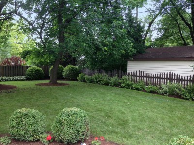 Spireas, Ornamental Grasses and Coral Bells   Arlington Heights Backyard Landscaping Backyard