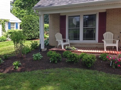 Front Entrance Walkway-with-Evergreens,-Shrubs-and-Perennials---Front-Landscape-Remodel-in-Arlington-Heights