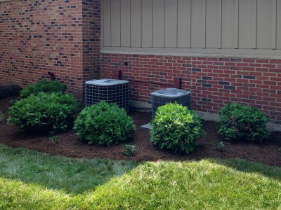 Arborvitae Screening, Elk Grove 