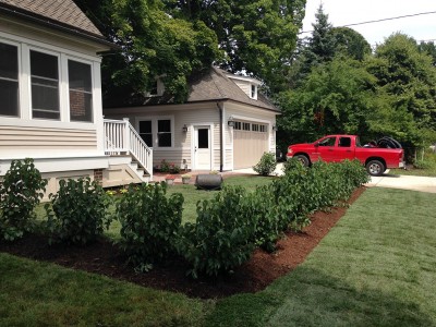 Viburnum Hedge, Arlington Heights 