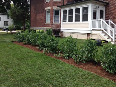 Viburnum Hedge with New Sod, Arlington Heights Sod