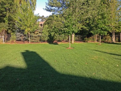 New Sod   New Construction in Northbrook Sod