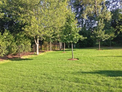 New Sod   New Construction in Northbrook Sod
