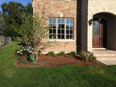 River-Birch,-Hydrangeas,-Boxwoods,-Ornamental-Grasses-and-Daisys---New-Construction-in-Northbrook