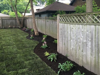 Hostas Astilbes Japanese Forest Grasses new mulch 