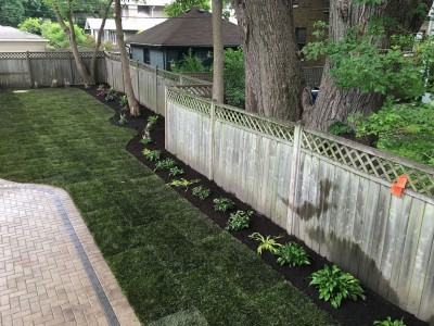 Hostas Astilbes Japanese Forest Grasses new mulch1 