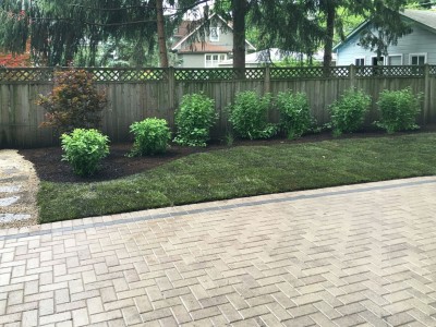 Japanese Maple Clethra shrub and ornamental grasses 