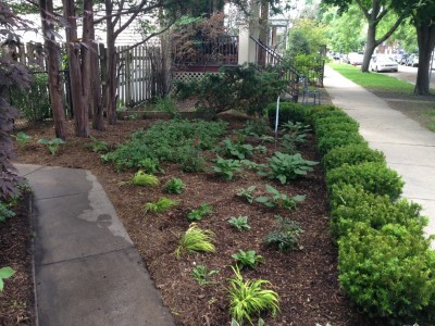 Front Entrance Yard - Wrigleyville Landscaping