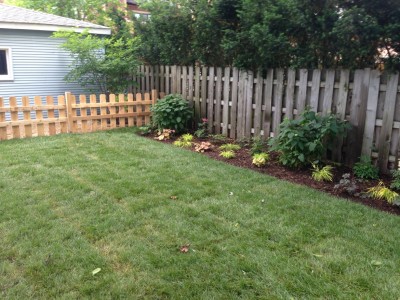 Hydrangeas and Perennials   Wrigleyville Landscaping 