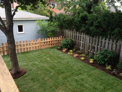 New Yard with Fence   Wrigleyville Landscaping 