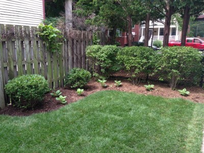 Privacy Hedge   Wrigleyville Landscaping 