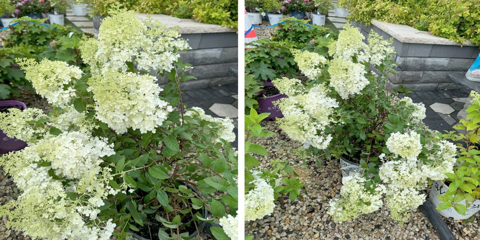 hydrangea-bobo